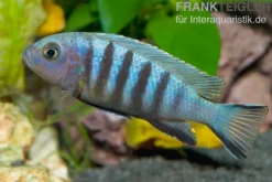 Sechsstreifen-Tilapia, Cynotilapia afra