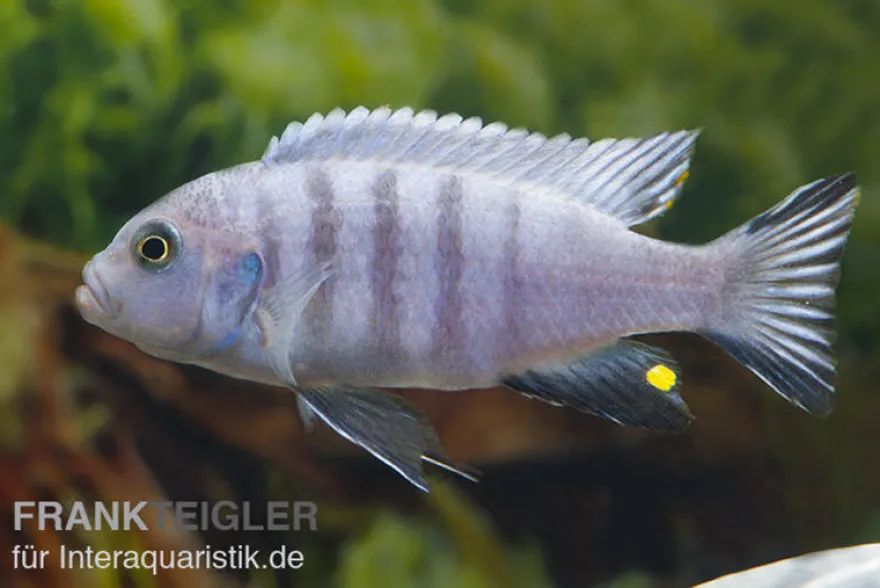 Sechsstreifen-Tilapia Weiß, Cynotilapia afra White, 4-5 cm