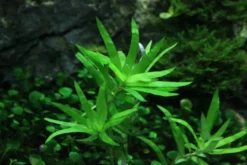 Seegrasblättriges Trugkölbchen, Heteranthera zosterifolia, In Vitro