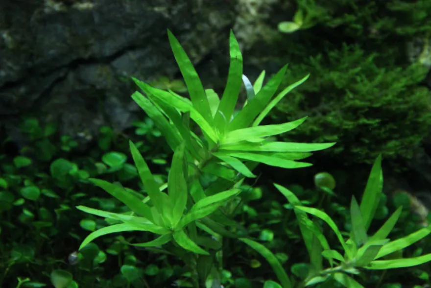 Seegrasblättriges Trugkölbchen, Heteranthera zosterifolia, In Vitro