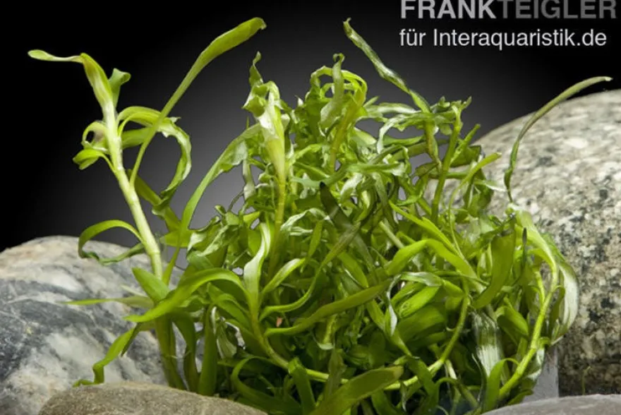 Seegrasblättriges Trugkölbchen, Heteranthera zosterifolia, In Vitro