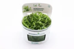 Seegrasblättriges Trugkölbchen, Heteranthera zosterifolia, In Vitro