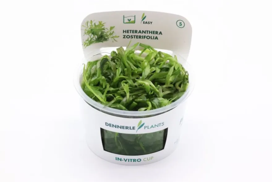 Seegrasblättriges Trugkölbchen, Heteranthera zosterifolia, In Vitro