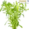 Seegrasblättriges Trugkölbchen, Heteranthera zosterifolia, Bund
