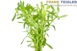 Seegrasblättriges Trugkölbchen, Heteranthera zosterifolia, Bund