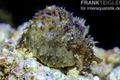 Seehase-Schnecke, Dolabella auricularia