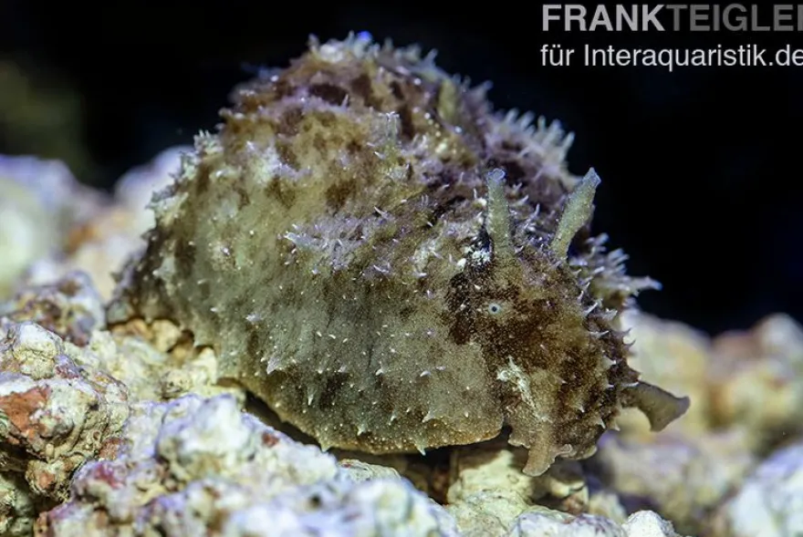 Seehase-Schnecke, Dolabella auricularia