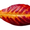 Seemandelbaumblätter, Terminalia catappa, 20 St.