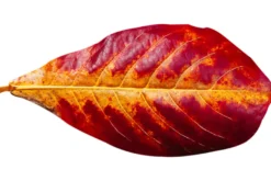 Seemandelbaumblätter, Terminalia catappa, 20 St.