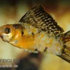 Segelkärpfling calico, Poecilia velifera
