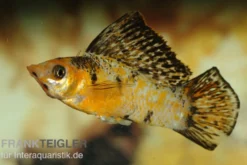 Segelkärpfling calico, Poecilia velifera