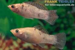 Segelkärpfling Goldmarmor, Poecilia velifera, Premium XL