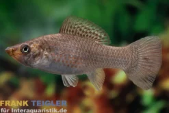 Segelkärpfling Grün, Poecilia velifera, Premium XL