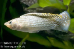 Segelkärpfling grün, Poecilia velifera