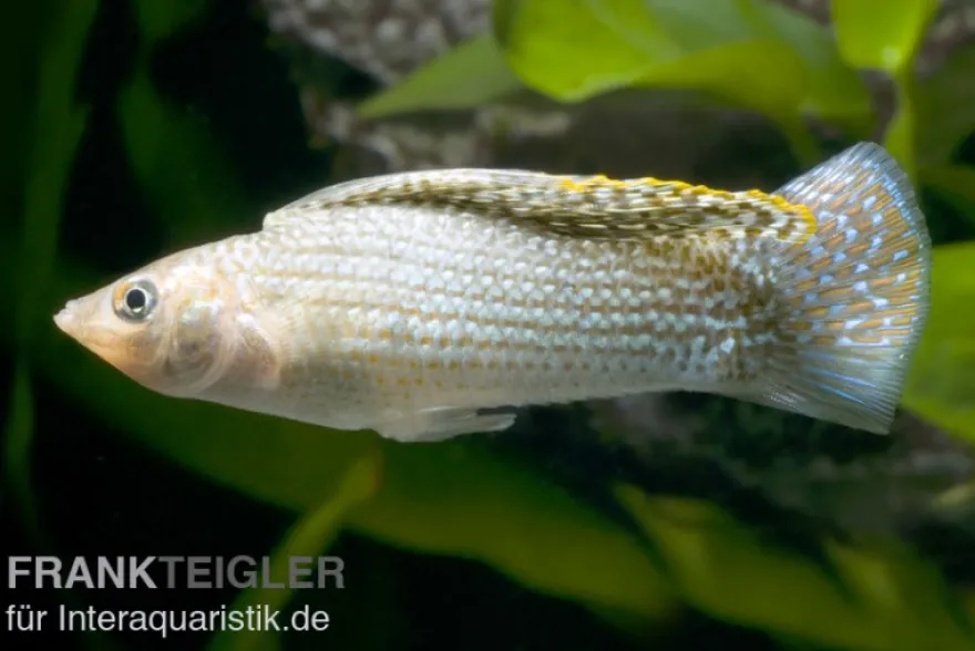 Segelkärpfling grün, Poecilia velifera