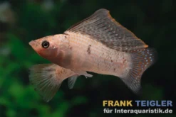 Segelkärpfling Rot Leopard, Poecilia velifera, Premium XL