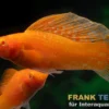 Segelkärpfling Rot, Poecilia velifera, Premium XL