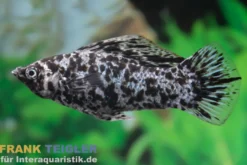 Segelkärpfling Silbermarmor, Poecilia velifera, Premium XL
