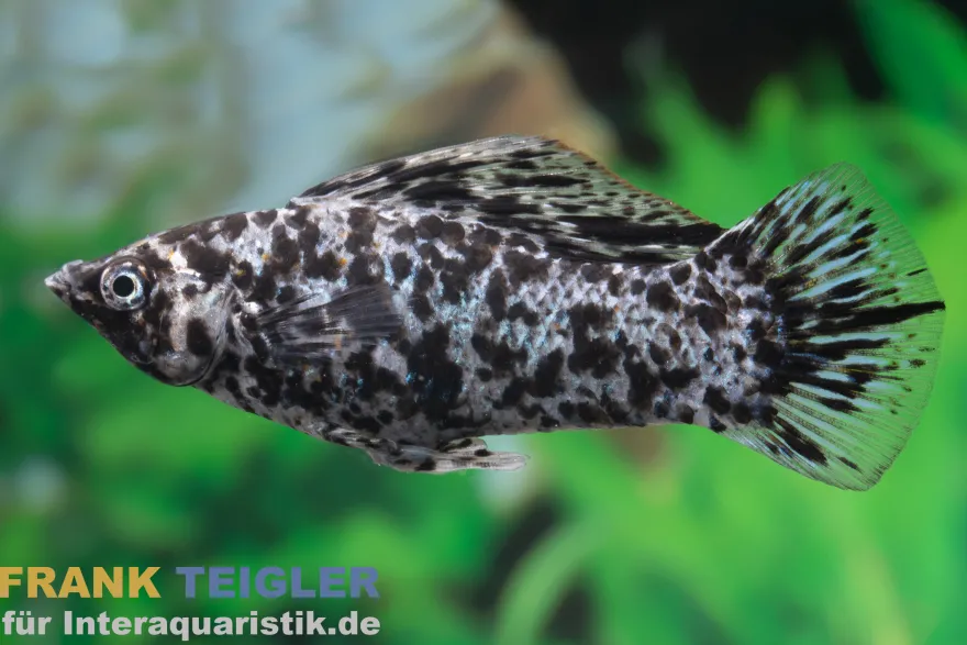 Segelkärpfling Silbermarmor, Poecilia velifera, Premium XL