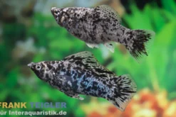 Segelkärpfling Silbermarmor, Poecilia velifera, Premium XL