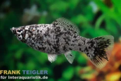 Segelkärpfling Silbermarmor, Poecilia velifera, Premium XL