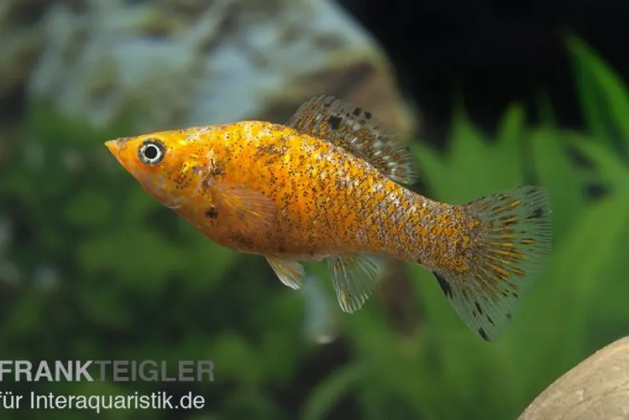 Segelkärpfling silver-pink, Poecilia velifera