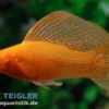 Segelkärpfling Sunset Glühlicht, Poecilia velifera, Premium XL