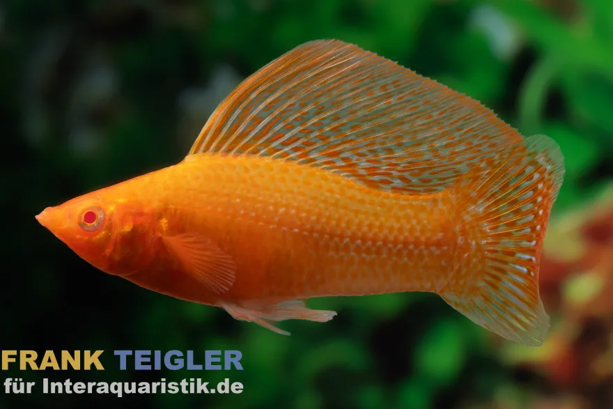 Segelkärpfling Sunset Glühlicht, Poecilia velifera, Premium XL