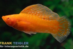Segelkärpfling Sunset Glühlicht, Poecilia velifera, Premium XL
