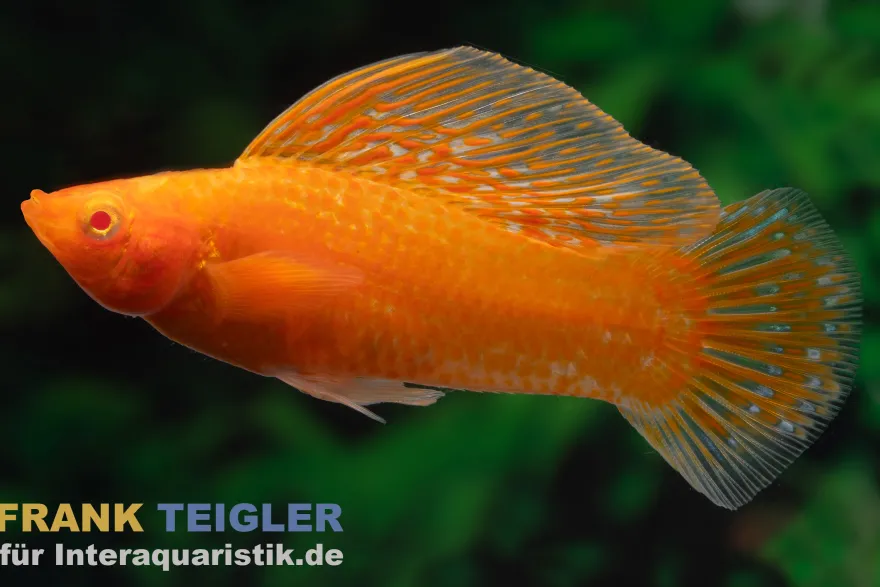 Segelkärpfling Sunset Glühlicht, Poecilia velifera, Premium XL