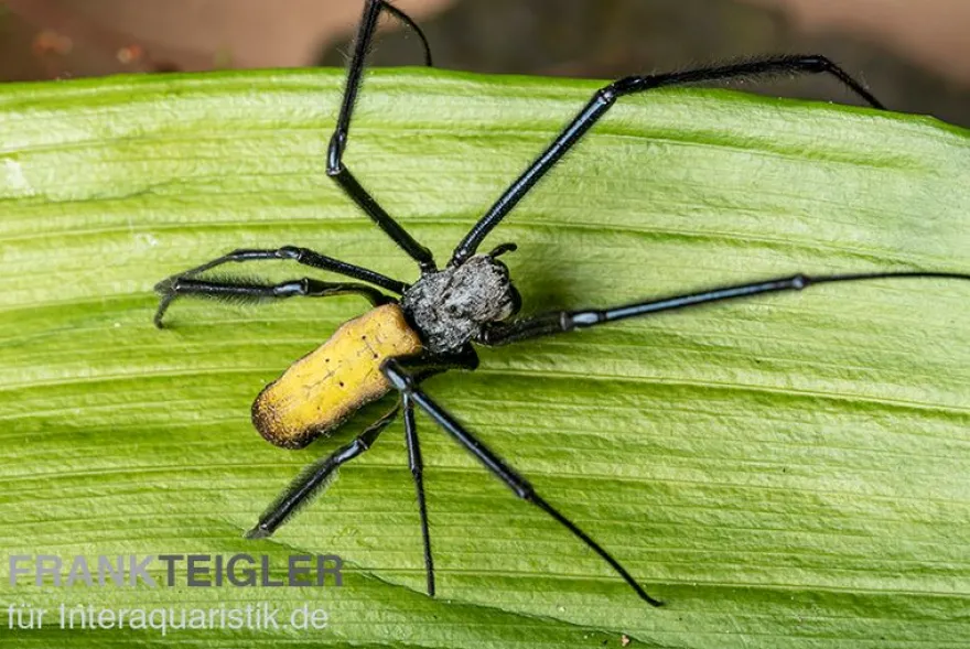 Seidenspinne, Nephila senegalensis