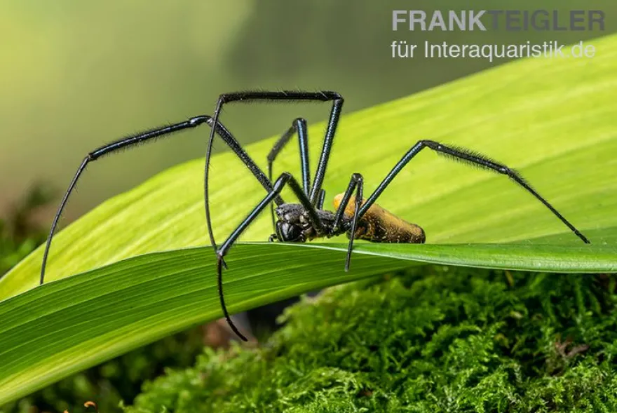 Seidenspinne, Nephila senegalensis