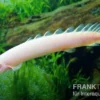 Senegal-Flösselhecht Gold/Albino, Polypterus senegalensis gold, 6-8 cm