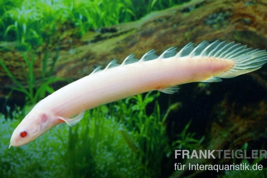Senegal-Flösselhecht Gold/Albino, Polypterus senegalensis gold, 6-8 cm