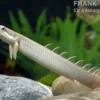 Senegal-Flösselhecht, Polypterus senegalensis