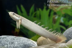Senegal-Flösselhecht, Polypterus senegalensis