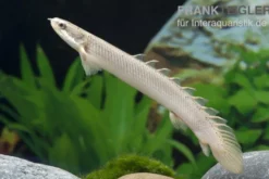 Senegal-Flösselhecht, Polypterus senegalensis