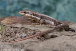 Senegal Mabuya, Trachylepis affinis