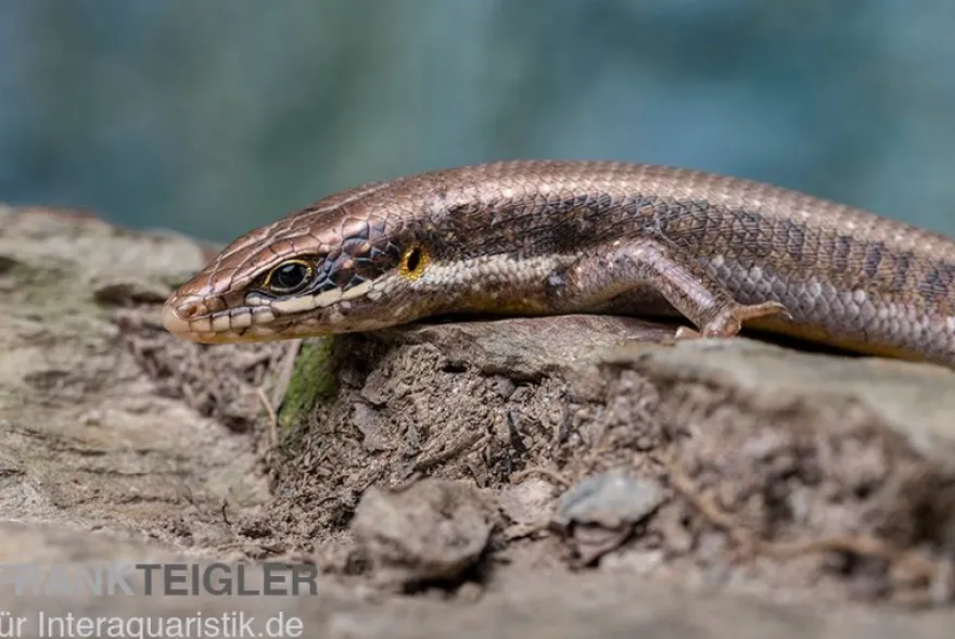 Senegal Mabuya, Trachylepis affinis