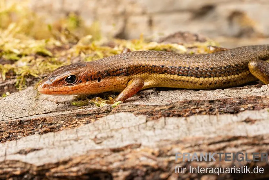Senegal Mabuya, Trachylepis affinis