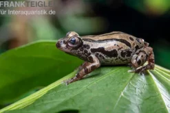 Senegal-Rennfrosch, Kassina senegalensis