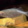 Sepik-Regenbogenfisch, Glossolepis multisquamatus