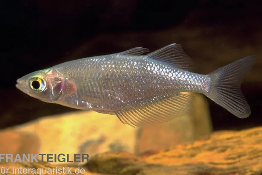 Sepik-Regenbogenfisch, Glossolepis multisquamatus