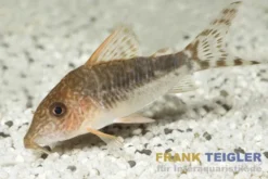 Seuss Panzerwels, Corydoras seussi