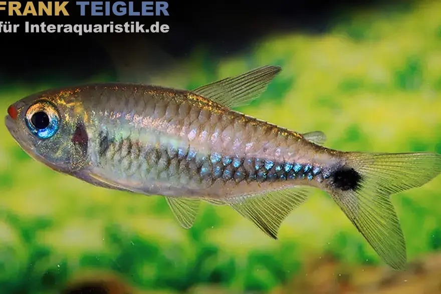 Seuss Panzerwels, Corydoras seussi