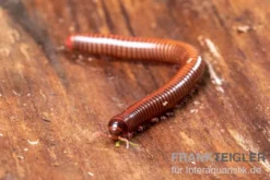 Shining Red Milipede, Spirostreptus brachycerus