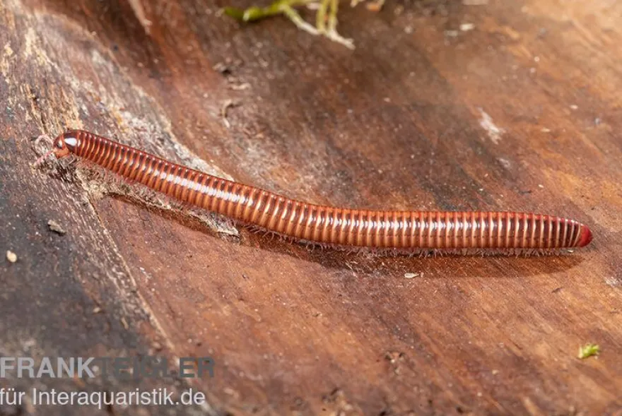 Shining Red Milipede, Spirostreptus brachycerus
