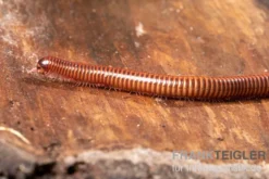 Shining Red Milipede, Spirostreptus brachycerus