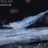 Short Nose Garnele, Caridina sp.