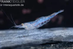 Short Nose Garnele, Caridina sp.